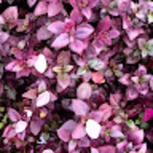 Meet your Posher, Michele